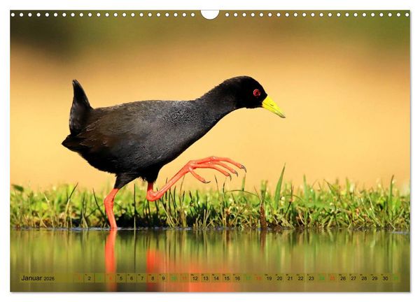 Produktbild: V&ouml;gel in Afrika - Magie der Farben (Wandkalender 2026 DIN A3 quer), CALVENDO Monatskalender