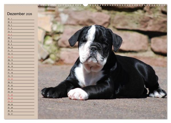 Produktbild: Bulldoggen-Kinder (hochwertiger Premium Wandkalender 2026 DIN A2 quer), Kunstdruck in Hochglanz