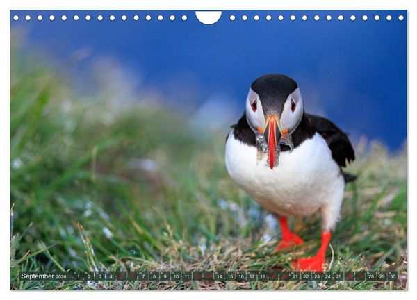 Produktbild: Puffins - Papageientaucher auf Island (Wandkalender 2026 DIN A4 quer), CALVENDO Monatskalender