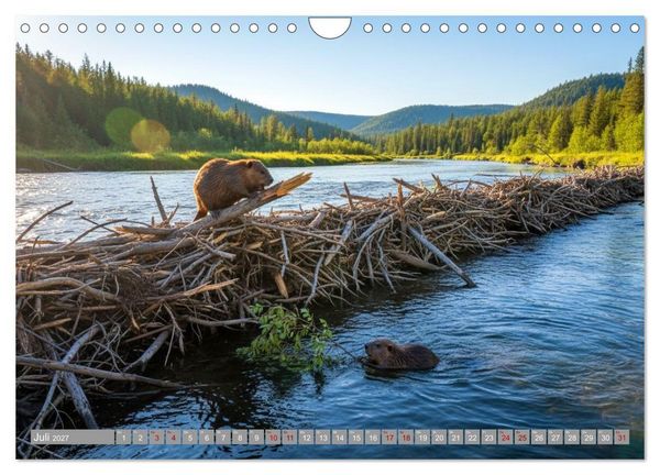 Produktbild: Biberwelt (Wandkalender 2027 DIN A4 quer), CALVENDO Monatskalender