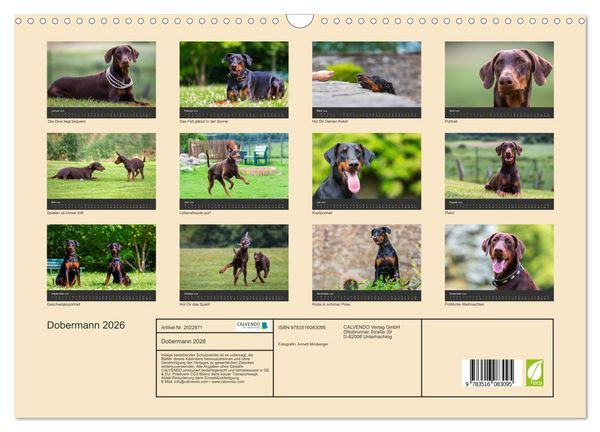 Produktbild: Dobermann 2026 (Wandkalender 2026 DIN A3 quer), CALVENDO Monatskalender
