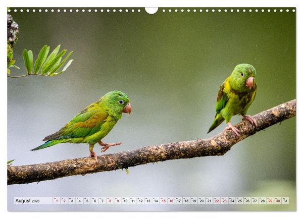 Produktbild: Phantastische Vogelwelt Costa Rica (Wandkalender 2026 DIN A3 quer), CALVENDO Monatskalender