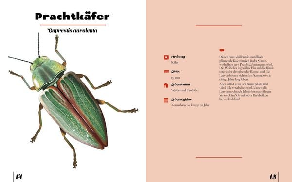 Produktbild: Insekten & Krabbeltiere