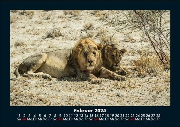 Produktbild: Tiere in der Wildnis 2025 Fotokalender DIN A5