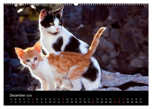 Produktbild: Katzen (hochwertiger Premium Wandkalender 2026 DIN A2 quer), Kunstdruck in Hochglanz