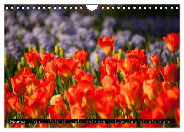Produktbild: Tulpen (Wandkalender 2026 DIN A4 quer), CALVENDO Monatskalender