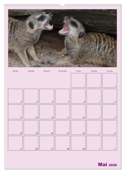 Produktbild: Erdm&auml;nnchen / Terminplaner (Wandkalender 2026 DIN A2 hoch), CALVENDO Monatskalender