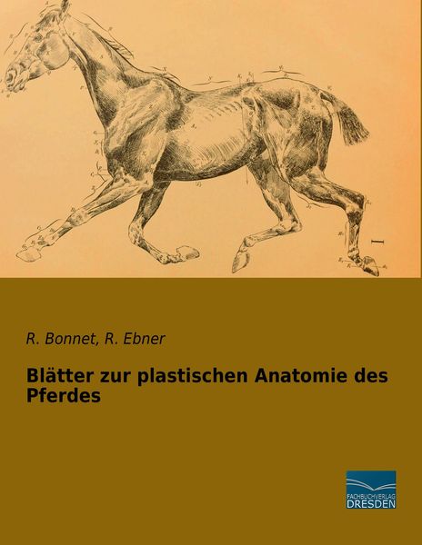 Produktbild: Bl&auml;tter zur plastischen Anatomie des Pferdes