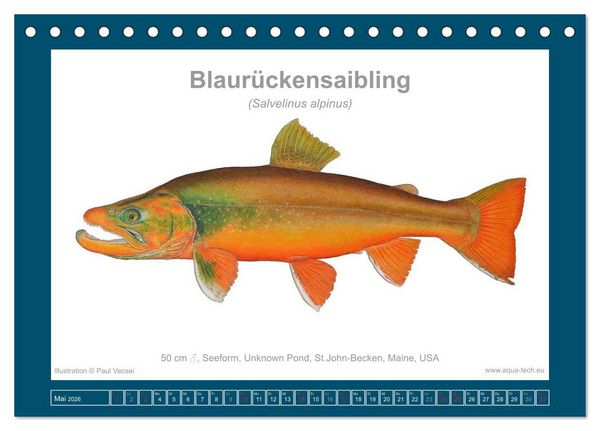 Produktbild: Fisch als Kunst 2026: Amerikanische Saiblinge (Tischkalender 2026 DIN A5 quer), CALVENDO Monatskalender
