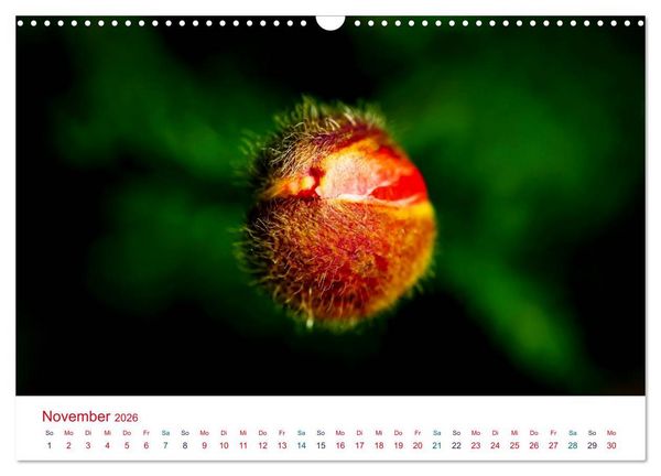Produktbild: Mohnblumen (Wandkalender 2026 DIN A3 quer), CALVENDO Monatskalender