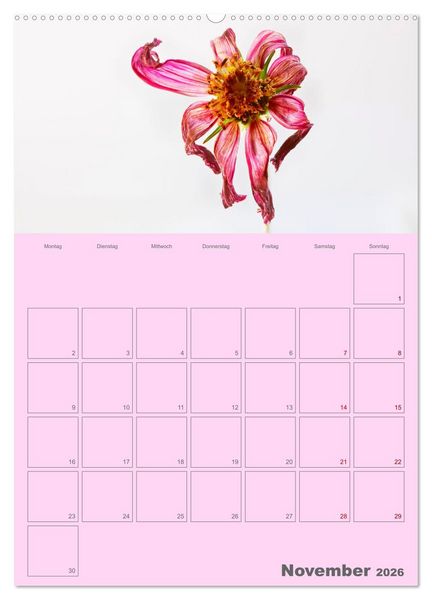 Produktbild: Blumenmetamorphosen (Wandkalender 2026 DIN A2 hoch), CALVENDO Monatskalender
