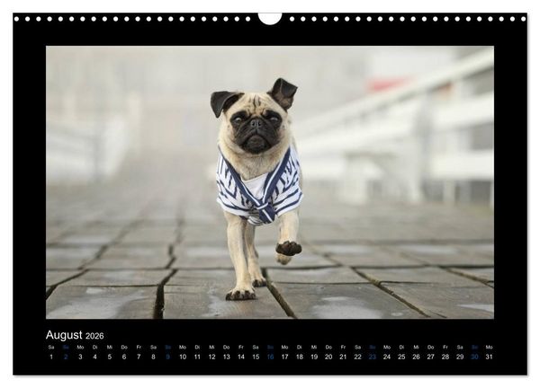 Produktbild: Der Feldfurchen-Mops (Wandkalender 2026 DIN A3 quer), CALVENDO Monatskalender