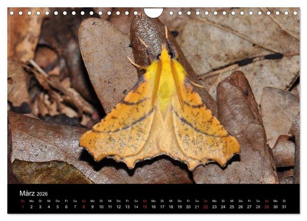 Produktbild: Nachtfalter - Unbekannte Sch&ouml;nheiten (Wandkalender 2026 DIN A4 quer), CALVENDO Monatskalender