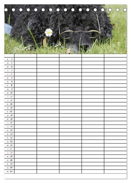 Produktbild: Der Pudel-Familienplaner (Tischkalender 2026 DIN A5 hoch), CALVENDO Monatskalender