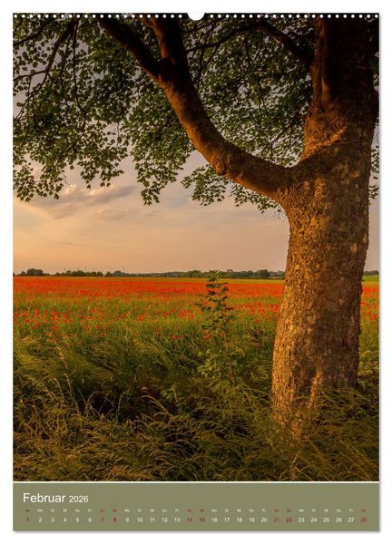 Produktbild: Mohnblumen - kraftvoll und zart (Wandkalender 2026 DIN A2 hoch), CALVENDO Monatskalender