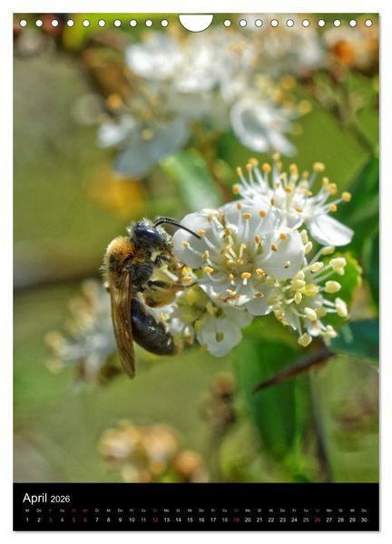 Produktbild: Bienen und Hummeln (Wandkalender 2026 DIN A4 hoch), CALVENDO Monatskalender