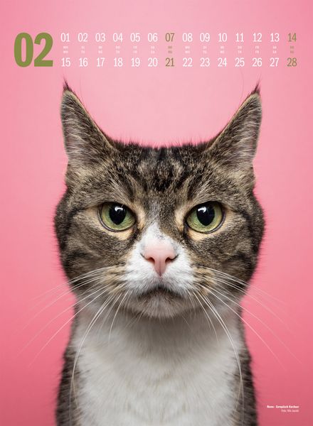 Produktbild: Catography Katzen-Kalender 2027