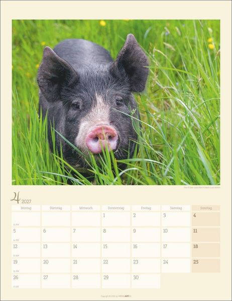 Produktbild: Schweinchen Kalender 2027