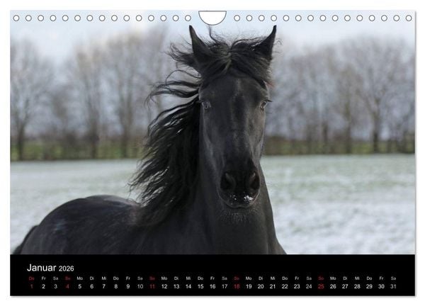 Produktbild: Friesen - Sch&ouml;nheit, Kraft und Eleganz (Wandkalender 2026 DIN A4 quer), CALVENDO Monatskalender