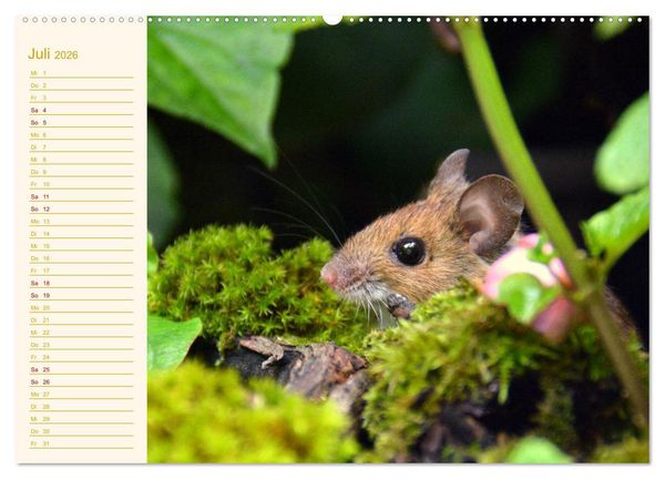 Produktbild: Gr&uuml;sse von der Maus! (Wandkalender 2026 DIN A2 quer), CALVENDO Monatskalender