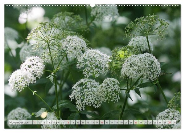 Produktbild: Bl&uuml;tentanz in Wei&szlig; (hochwertiger Premium Wandkalender 2026 DIN A2 quer), Kunstdruck in Hochglanz