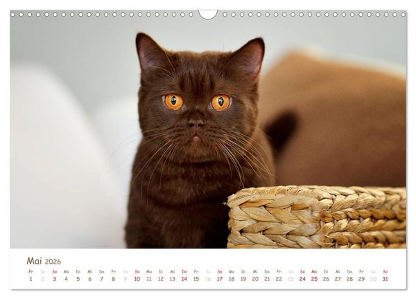 Produktbild: Die Britisch Kurzhaar (Wandkalender 2026 DIN A3 quer), CALVENDO Monatskalender
