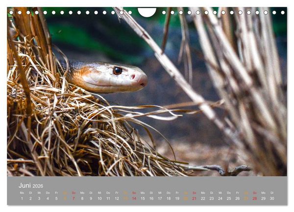 Produktbild: Australien, tierischer Kontinent (Wandkalender 2026 DIN A4 quer), CALVENDO Monatskalender