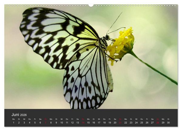 Produktbild: Schmetterlinge (hochwertiger Premium Wandkalender 2026 DIN A2 quer), Kunstdruck in Hochglanz