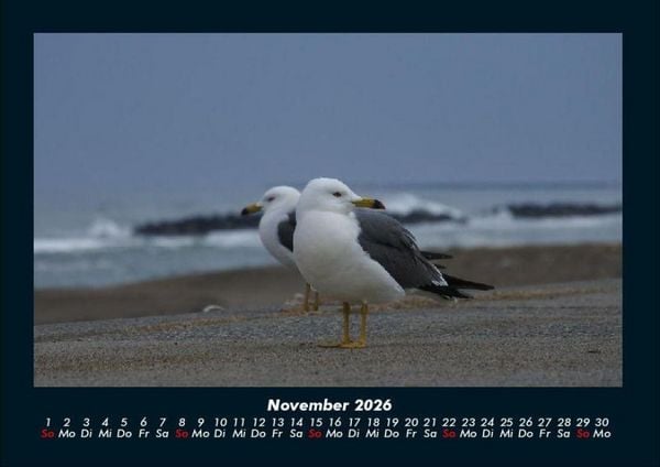 Produktbild: M&ouml;wen 2026 Fotokalender DIN A4