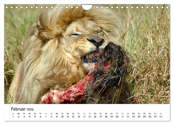 Produktbild: L&ouml;wen Impressionen (Wandkalender 2026 DIN A4 quer), CALVENDO Monatskalender