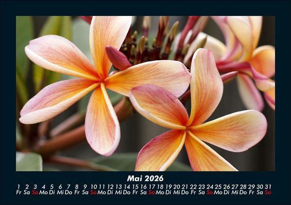 Produktbild: Blumenkalender 2026 Fotokalender DIN A5