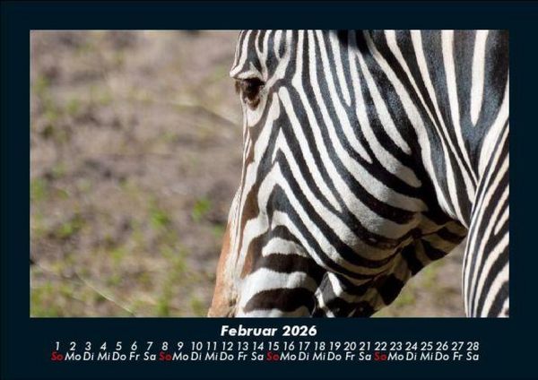 Produktbild: Zebrazauber 2026 Fotokalender DIN A5
