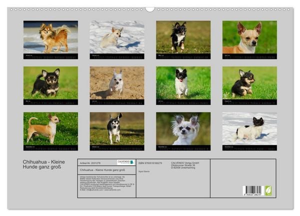 Produktbild: Chihuahua - Kleine Hunde ganz gro&szlig; (Wandkalender 2026 DIN A2 quer), CALVENDO Monatskalender