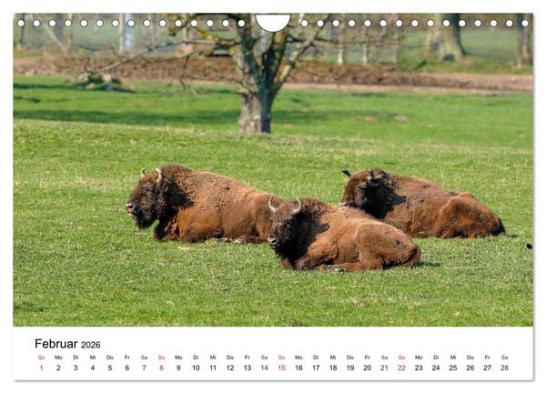 Produktbild: Wilde Tiere unserer Heimat (Wandkalender 2026 DIN A4 quer), CALVENDO Monatskalender