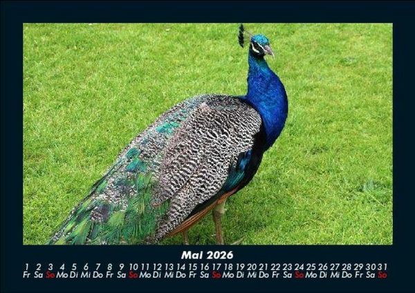 Produktbild: Vogelparadies 2026 Fotokalender DIN A5