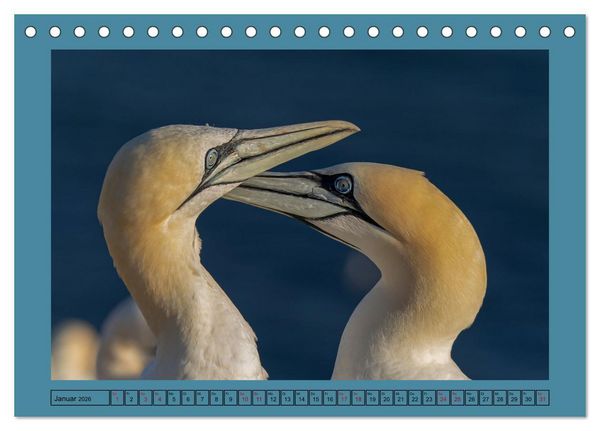 Produktbild: Helgoland und seine Basst&ouml;lpel (Tischkalender 2026 DIN A5 quer), CALVENDO Monatskalender