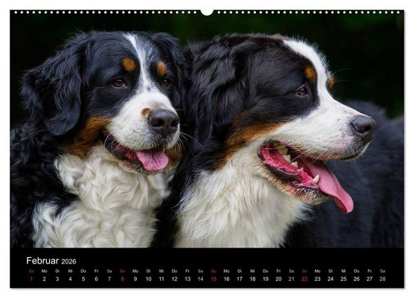 Produktbild: Treuer Freund Berner Sennenhund (Wandkalender 2026 DIN A2 quer), CALVENDO Monatskalender