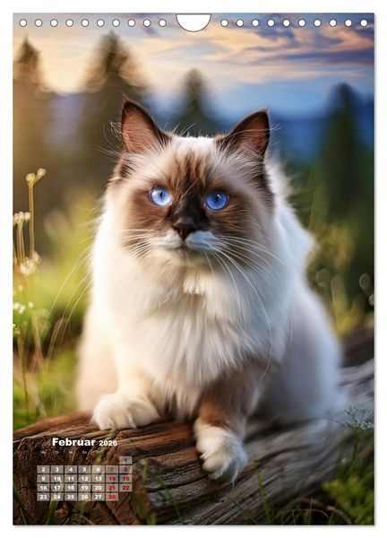 Produktbild: Pfotenabenteuer - Ragdolls in der Natur (Wandkalender 2026 DIN A4 hoch), CALVENDO Monatskalender