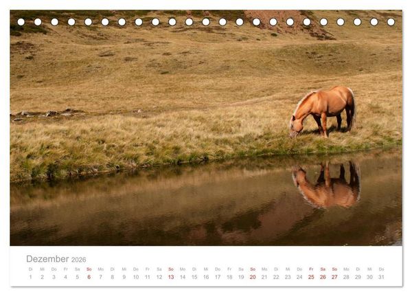 Produktbild: Pferde - In nat&uuml;rlicher Umgebung (Tischkalender 2026 DIN A5 quer), CALVENDO Monatskalender