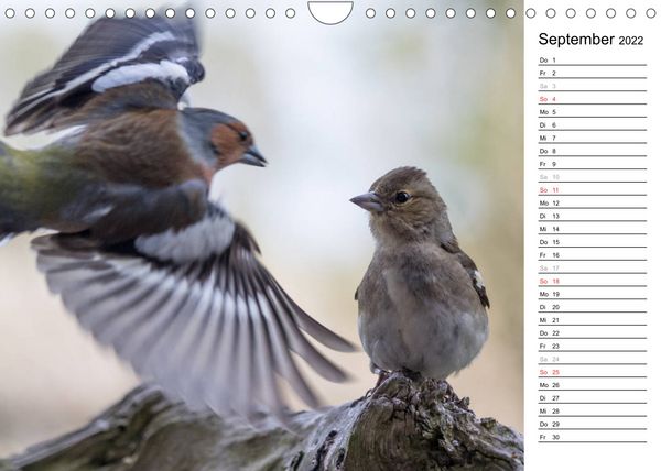 Produktbild: Gefiederte Sch&ouml;nheiten in Aktion (Wandkalender 2022 DIN A4 quer)