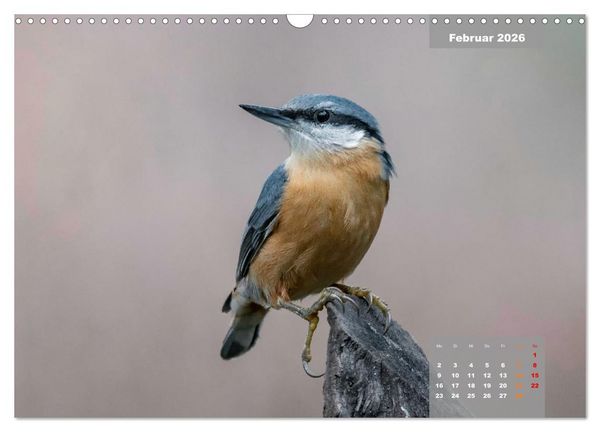 Produktbild: SINGV&Ouml;GEL - Die pr&auml;chtigen S&auml;nger in sch&ouml;nem Ambiente (Wandkalender 2026 DIN A3 quer), CALVENDO Monatskalender