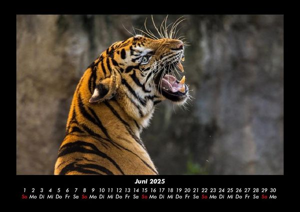 Produktbild: Tiger 2025 Fotokalender DIN A3