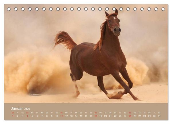 Produktbild: Pferde &bull; Araber im W&uuml;stensand (Tischkalender 2026 DIN A5 quer), CALVENDO Monatskalender