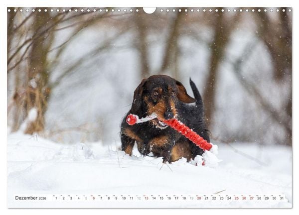 Produktbild: DACKEL... wissen was sie wollen... (und was nicht...) (Wandkalender 2026 DIN A3 quer), CALVENDO Monatskalender