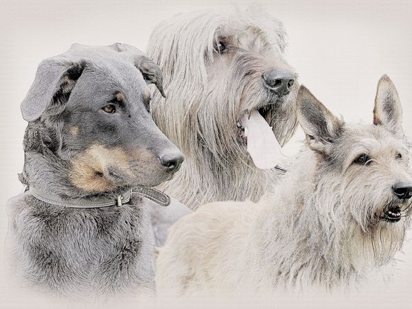 Produktbild: Ein Motiv aus dem Kalender Franz&ouml;sische Hirtenhunde 2017 (Puzzle)