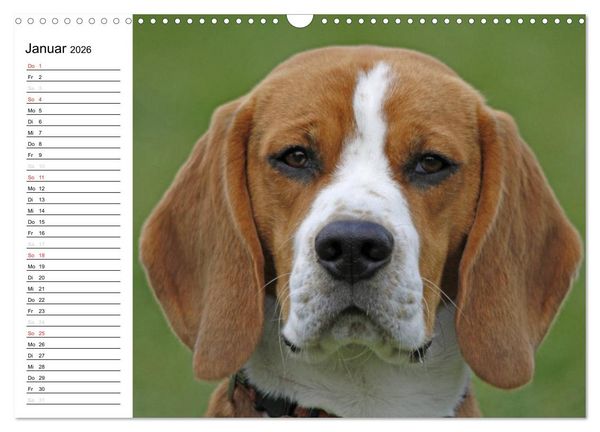 Produktbild: DER BEAGLEige TERMINPLANER (Wandkalender 2026 DIN A3 quer), CALVENDO Monatskalender