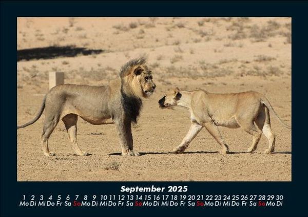 Produktbild: L&ouml;wen in der Wildnis 2025 Fotokalender DIN A5