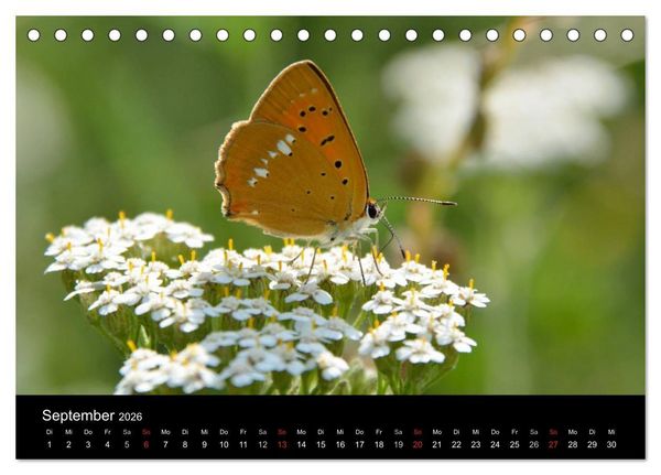 Produktbild: Schmetterlinge in Deutschland (Tischkalender 2026 DIN A5 quer), CALVENDO Monatskalender