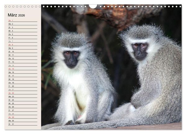 Produktbild: Affen in Afrika (Wandkalender 2026 DIN A3 quer), CALVENDO Monatskalender