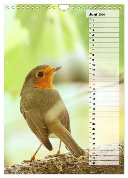 Produktbild: Niedliche Rotkehlchen (Wandkalender 2026 DIN A4 hoch), CALVENDO Monatskalender